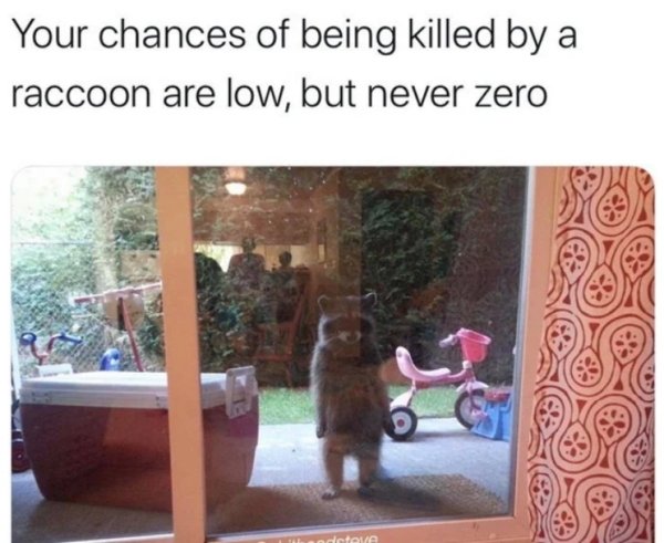 your chances of being killed by a raccoon are low but never zero - Your chances of being killed by a raccoon are low, but never zero