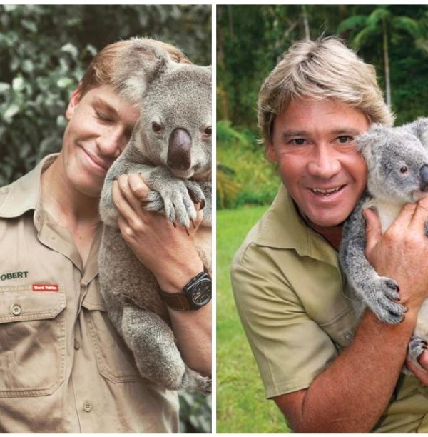 koala and steve irwin