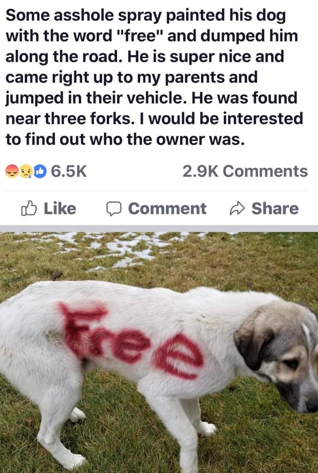 photo caption - Some asshole spray painted his dog with the word "free" and dumped him along the road. He is super nice and came right up to my parents and jumped in their vehicle. He was found near three forks. I would be interested to find out who the o
