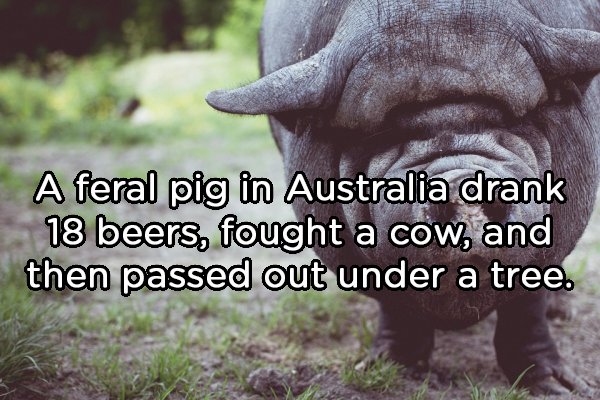 chinese pig - A feral pig in Australia drank 18 beers, fought a cow, and then passed out under a tree.