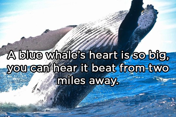 alaskan cruise - A blue whale's heart is so big, you can hear it beat from two miles away.