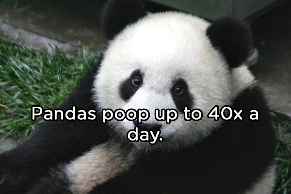 giant panda - Pandas poop up to 40x a day.