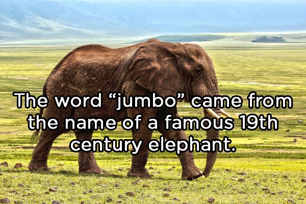 elephant hd - The word jumbo" came from the name of a famous 19th century elephant.