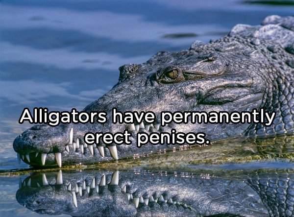 Alligators have permanently L erect penises.
