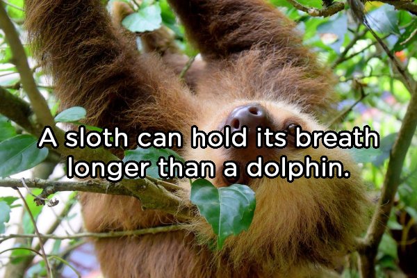 A sloth can hold its breath longer than a dolphin.