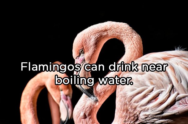 Phoenicopterus - Flamingos can drink near boiling water.
