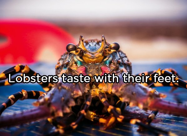 crab - Lobsters taste with their feet.