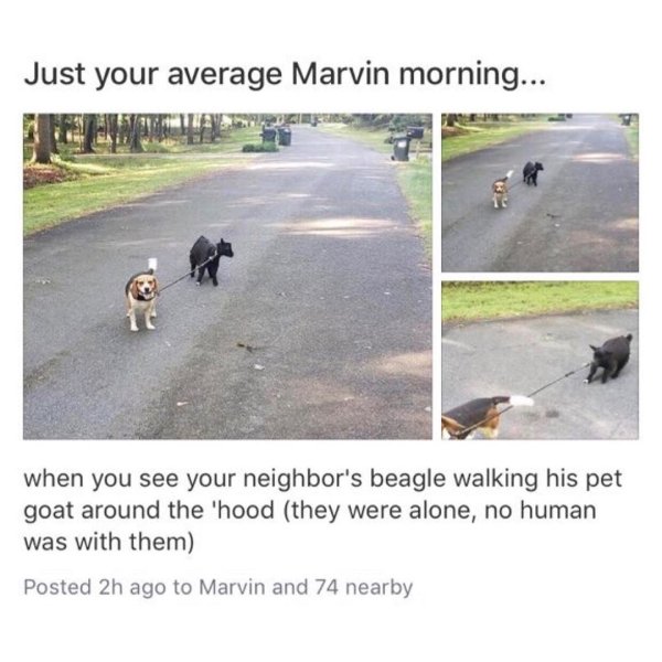 asphalt - Just your average Marvin morning... when you see your neighbor's beagle walking his pet goat around the 'hood they were alone, no human was with them Posted 2h ago to Marvin and 74 nearby