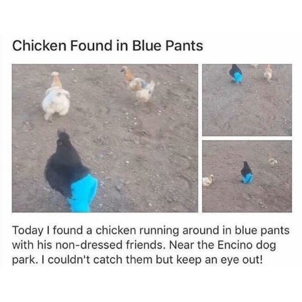 plastic - Chicken Found in Blue Pants Today I found a chicken running around in blue pants with his nondressed friends. Near the Encino dog park. I couldn't catch them but keep an eye out!