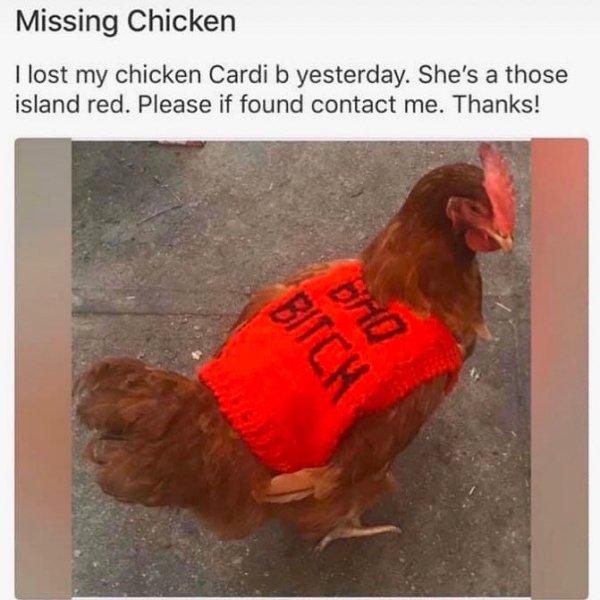 rooster - Missing Chicken I lost my chicken Cardi b yesterday. She's a those island red. Please if found contact me. Thanks! Bitch Hq