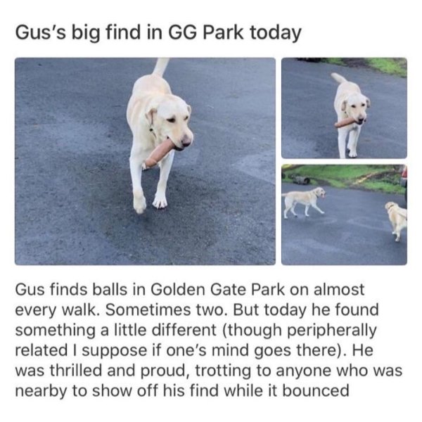photo caption - Gus's big find in Gg Park today Gus finds balls in Golden Gate Park on almost every walk. Sometimes two. But today he found something a little different though peripherally related I suppose if one's mind goes there. He was thrilled and pr
