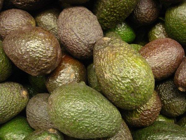 chilean avocado