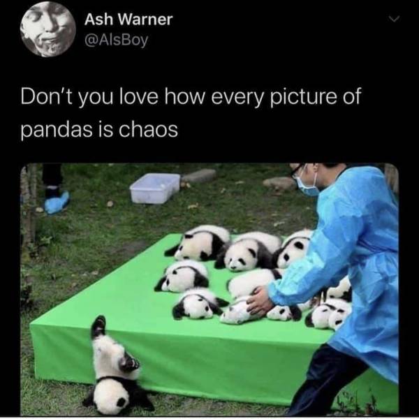 panda falling off bed - Ash Warner Don't you love how every picture of pandas is chaos