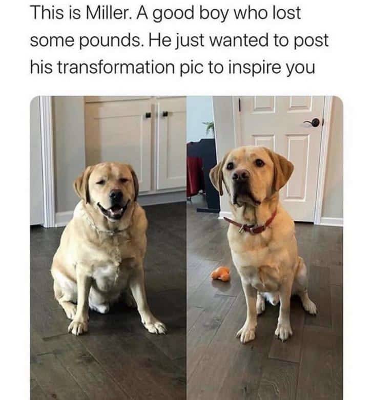 Dog - This is Miller. A good boy who lost some pounds. He just wanted to post his transformation pic to inspire you