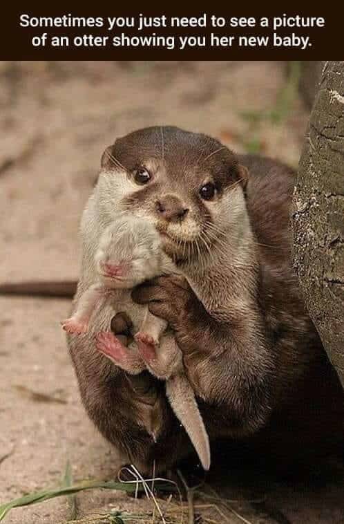 baby otter with mom - Sometimes you just need to see a picture of an otter showing you her new baby.