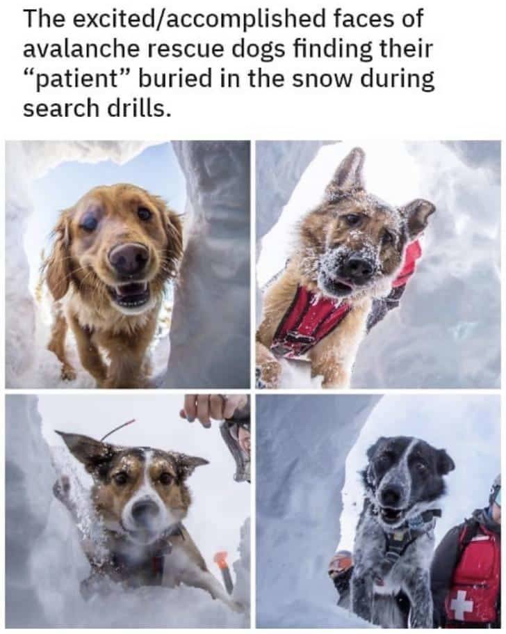Dog - The excitedaccomplished faces of avalanche rescue dogs finding their "patient buried in the snow during search drills.