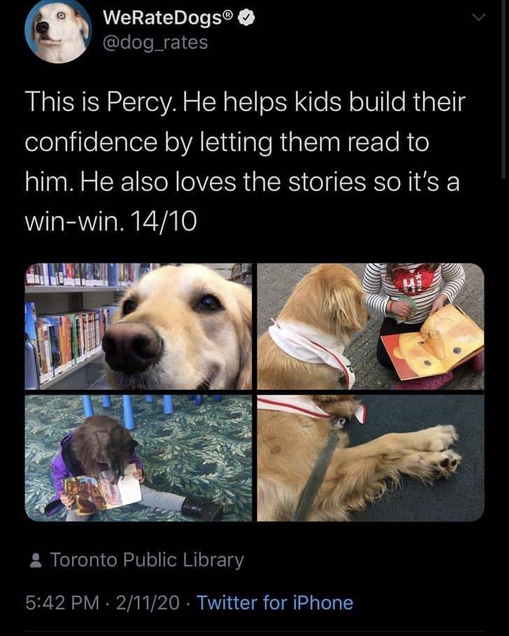 photo caption - WeRateDogs This is Percy. He helps kids build their confidence by letting them read to him. He also loves the stories so it's a winwin. 1410 Toronto Public Library 21120 Twitter for iPhone