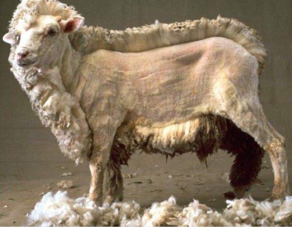 sheared sheep