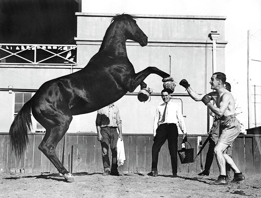 Pugilist Raymond Johnstone decided to trying sparring with Mustang for a few rounds. September 15th, 1926.