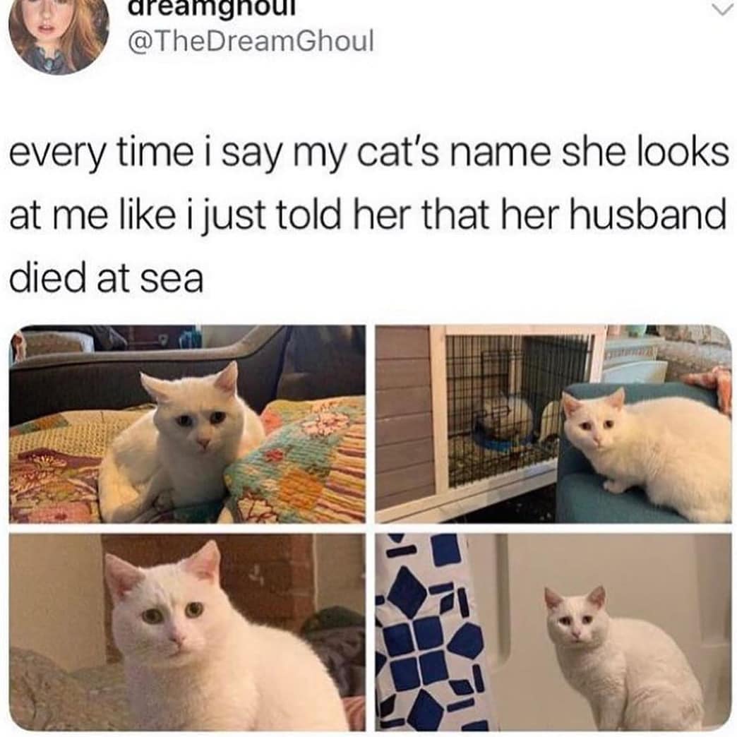 cat looks like husband died at sea - dreamghoul every time i say my cat's name she looks at me i just told her that her husband died at sea