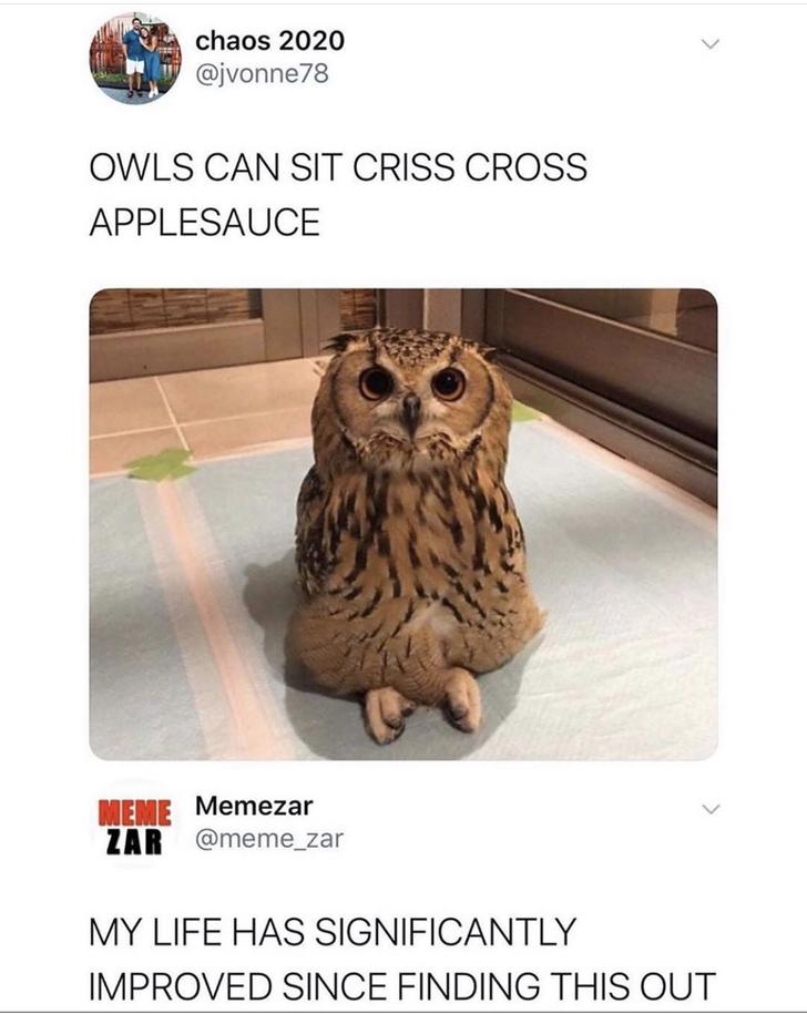 owl sitting with legs crossed - chaos 2020 Owls Can Sit Criss Cross Applesauce Memezar Zar My Life Has Significantly Improved Since Finding This Out