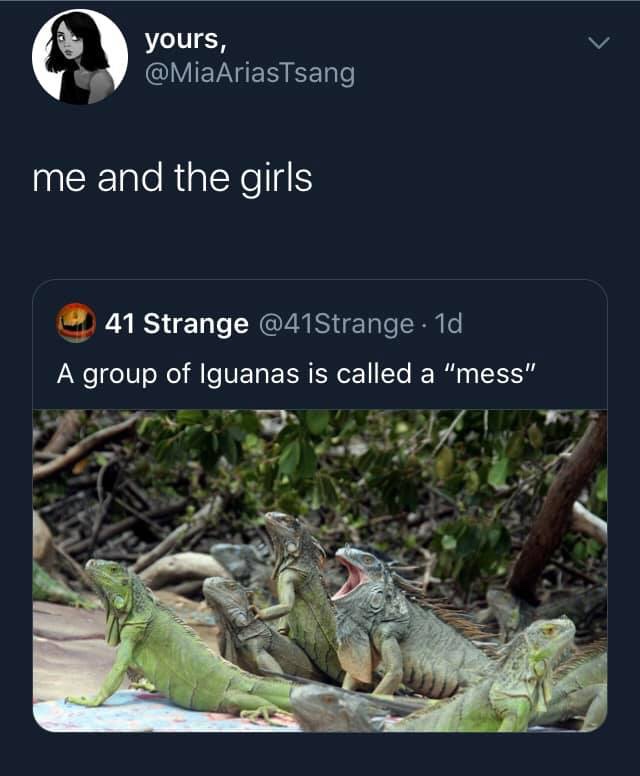yours, yours, me and the girls 41 Strange . 1d A group of Iguanas is called a "mess"