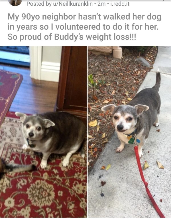 dog weight loss meme - Posted by uNeillkuranklin 2m.i.redd.it My 90yo neighbor hasn't walked her dog in years so I volunteered to do it for her. So proud of Buddy's weight loss!!!