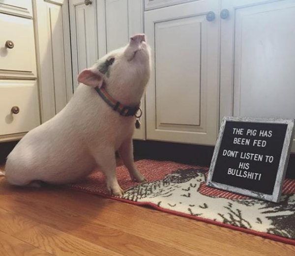 snout - The Pig Has Been Fed Dont Listen To His Bullshiti