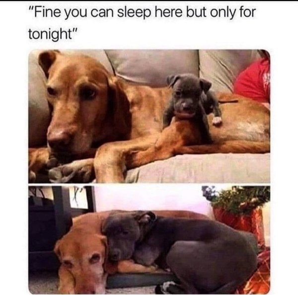 funny animal memes - "Fine you can sleep here but only for tonight"