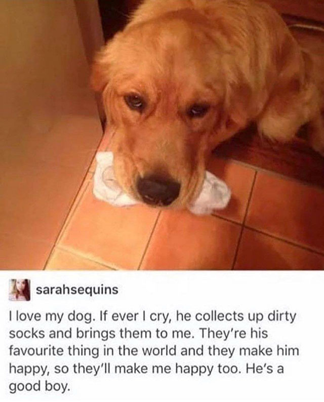 wholesome memes - sarahsequins I love my dog. If ever I cry, he collects up dirty socks and brings them to me. They're his favourite thing in the world and they make him happy, so they'll make me happy too. He's a good boy.