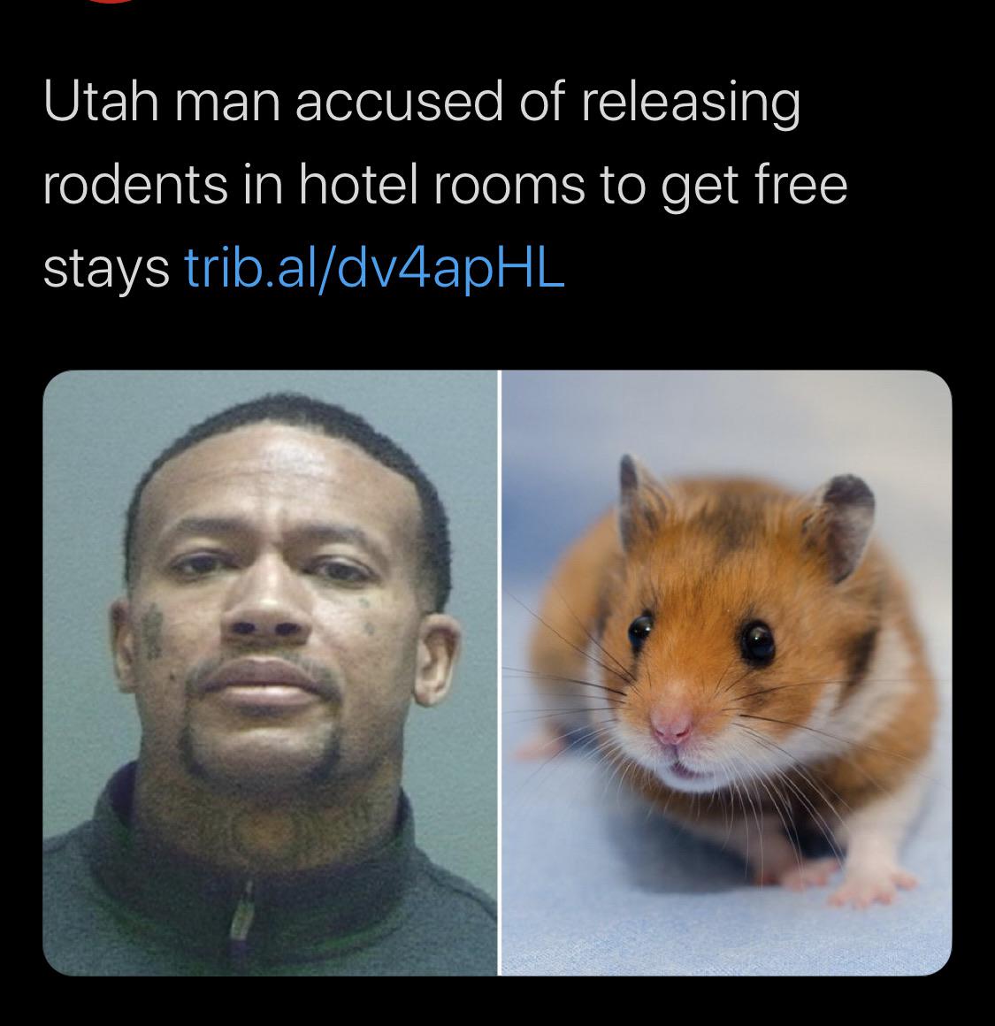 Hotel - Utah man accused of releasing rodents in hotel rooms to get free stays trib.aldv4apHL