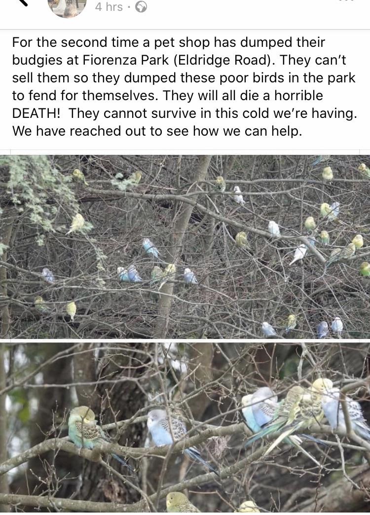 branch - 4 hrs. For the second time a pet shop has dumped their budgies at Fiorenza Park Eldridge Road. They can't sell them so they dumped these poor birds in the park to fend for themselves. They will all die a horrible Death! They cannot survive in thi