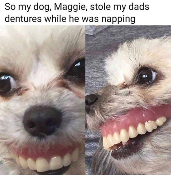dog with dentures gif - So my dog, Maggie, stole my dads dentures while he was napping