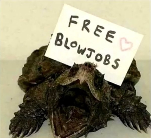 snapping turtle blowjob - Free Blowjobs