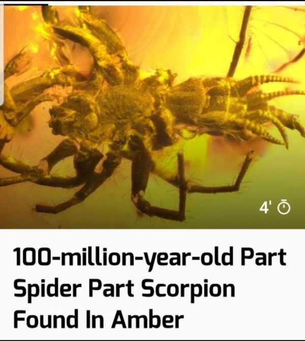 part spider part scorpion - A' 100millionyearold Part Spider Part Scorpion Found In Amber