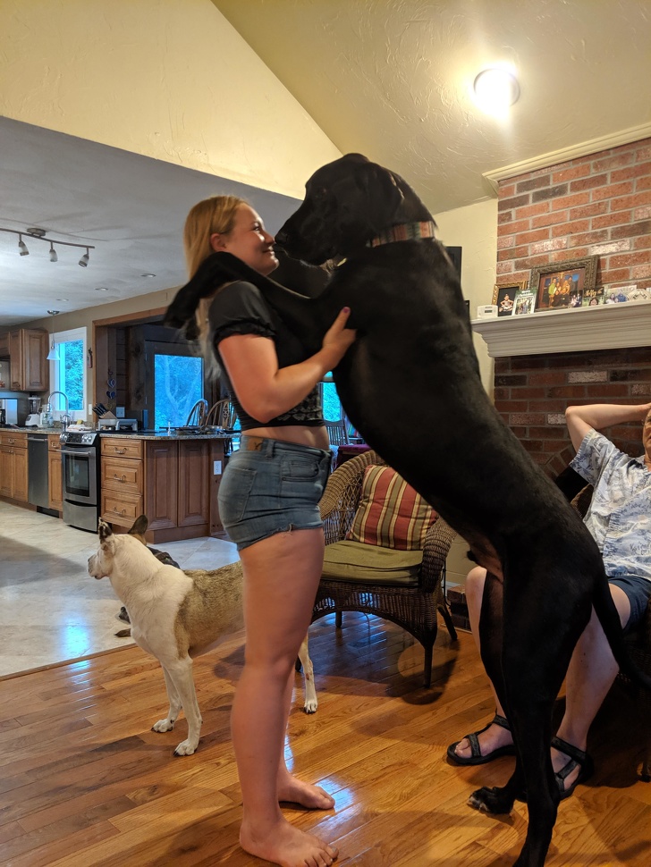 This is a giant dog: the woman’s height is 5’7″ for scale.