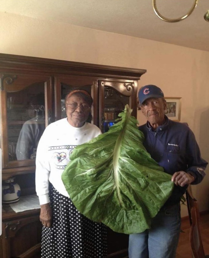 A giant collard green leaf