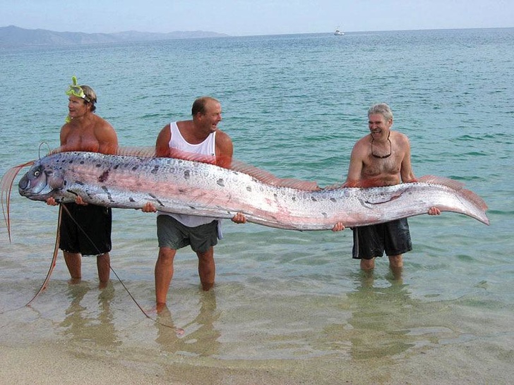 The oarfish, also known as the “King of Herrings,” completely justifies its name.