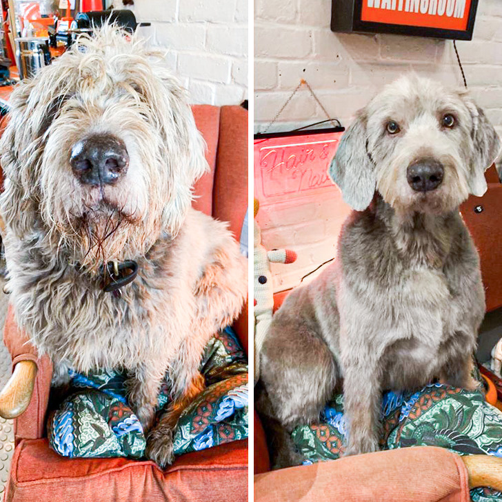 “My dog before and after a haircut”