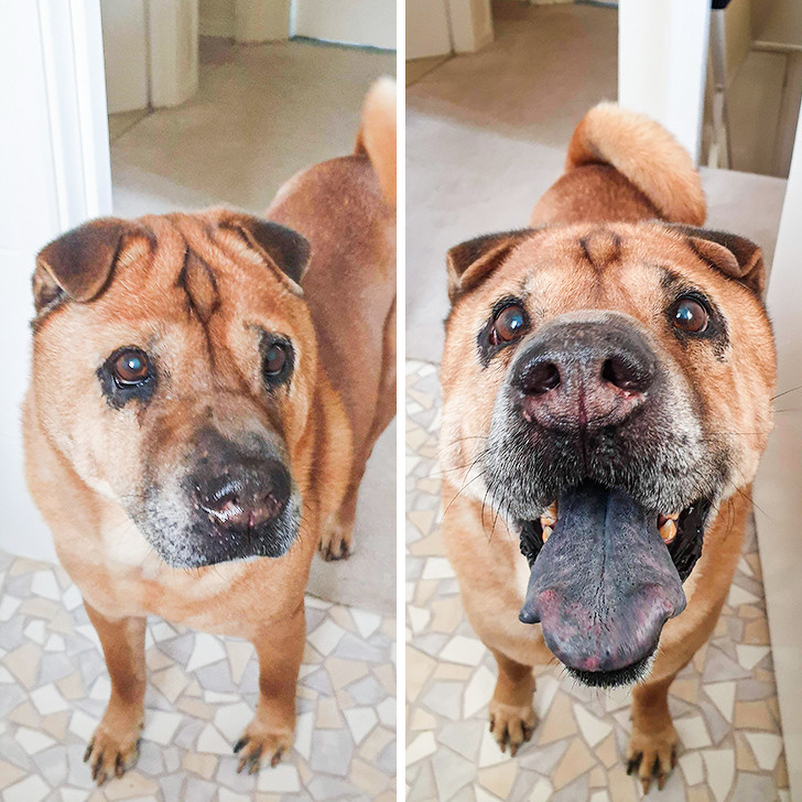 “My 13-year-old Shar-Pei before and after I told him he was a good boy”