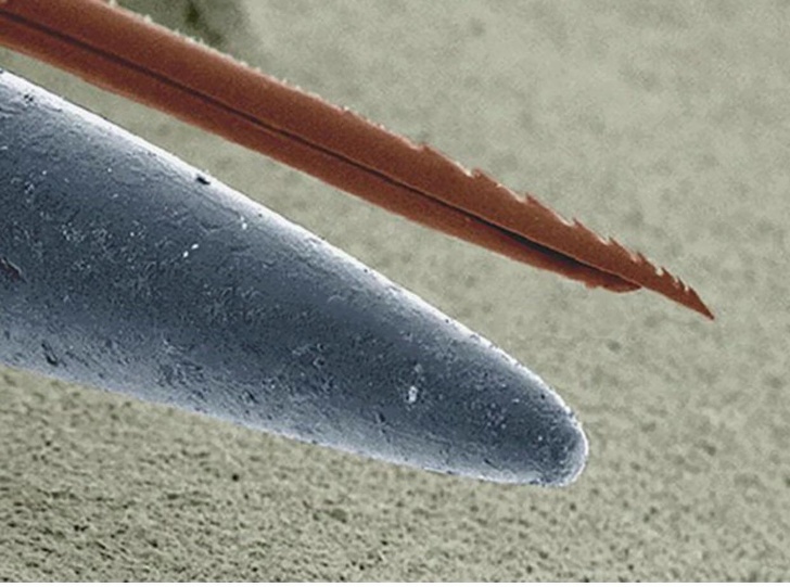 A microscopic look at a bee stinger and the point of a needle