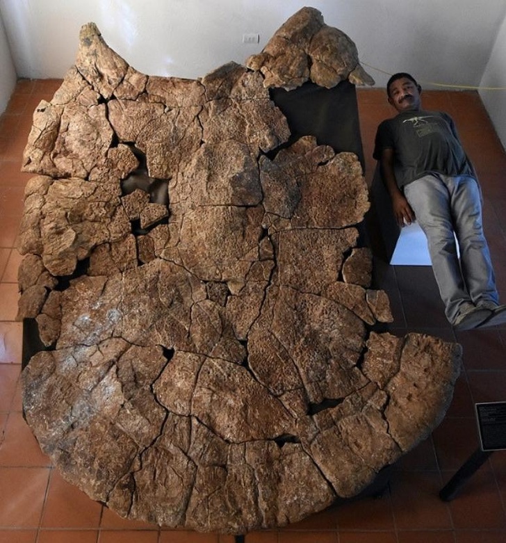 This is the fossil of a car-sized turtle that once lived in South America.