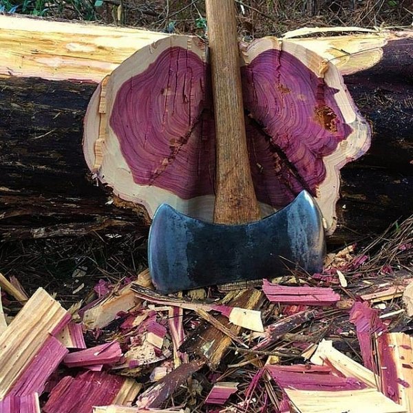 Amazing Purpleheart tree with purple wood