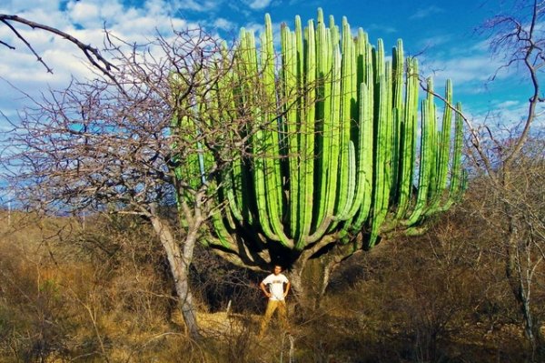 This monstrous San Pedro cactus