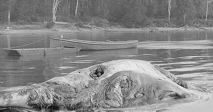 Back in the 19th century, a cutting-edge new "treatment" for rheumatism was introduced on Australia's southern coast: sitting inside a rotting whale carcass. It was believed that if a person stayed inside of the dead whale for 30 hours, they would be relieved of joint aches for up to 12 months. Clearly, there's no scientific evidence to support the healing power of sitting inside of a dead whale, but it seems like people were desperate enough to actually try it.