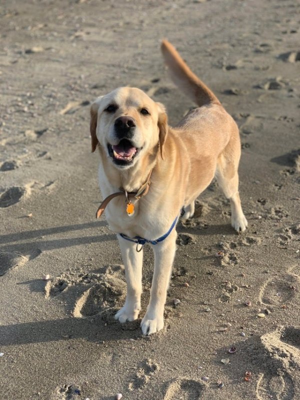 My #1 boy and I took a walk on the beach today and are about to take a nice nap. All is right in the world.