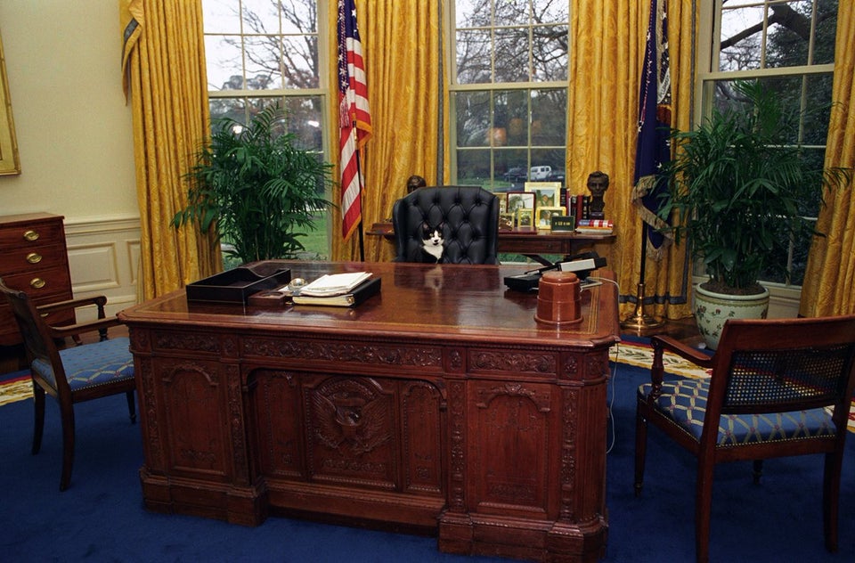 Socks the Cat sitting behind President Clinton's desk in the Oval Office. January 7, 1994.