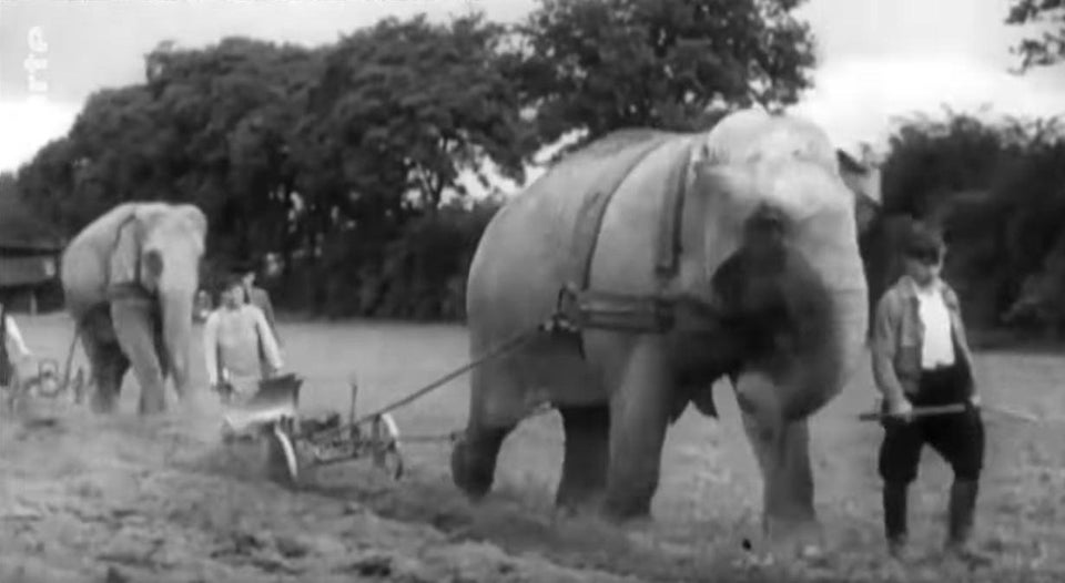 German farmers using zoo elephants to aid with agriculture, since horses and mules were conscripted for army purposes, September 1939