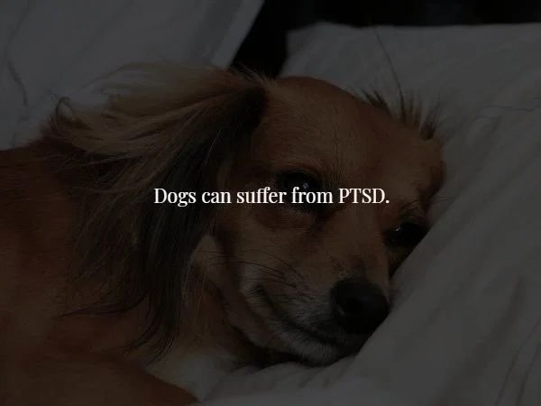 snout - Dogs can suffer from Ptsd.