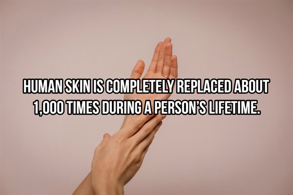 Skin - Human Skin Is Completely Replaced About 1,000 Times During A Person'S Lifetime.
